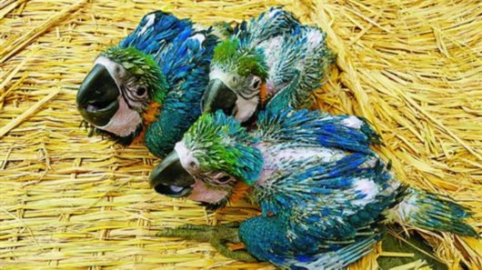 5羽金刚鹦鹉 其中3羽还是三胞胎-三胞胎 人工育